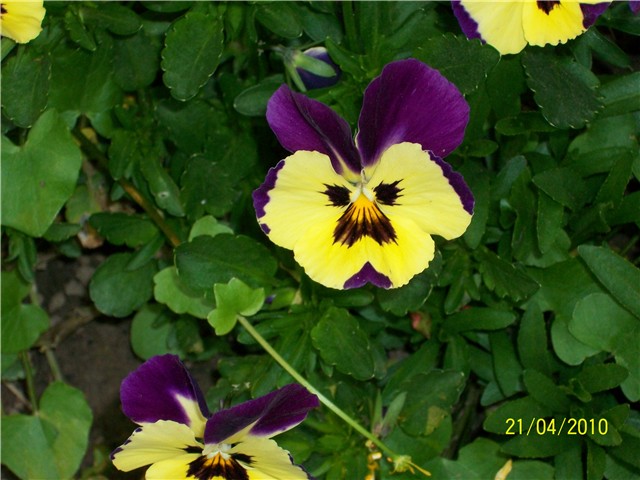 maćuhice - lat. Viola x wittrockiana (multiflora)